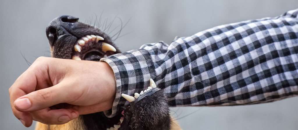 dog-bite