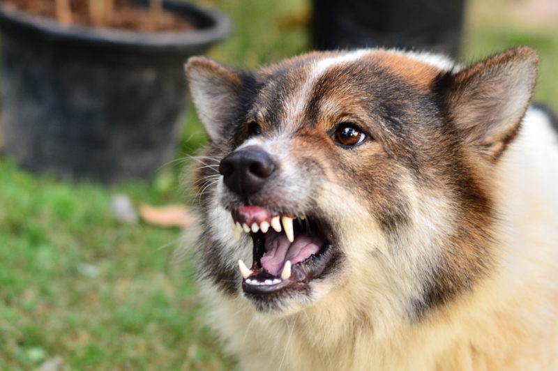 A North Charleston dog bite attorney can assist you in seeking compensation if you’ve been attacked by a dog.