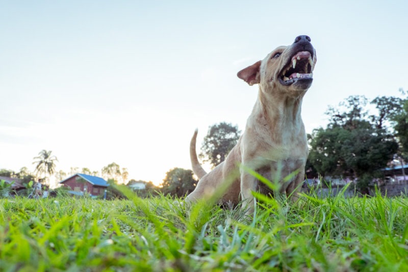 mixed breed dog showing its teeth