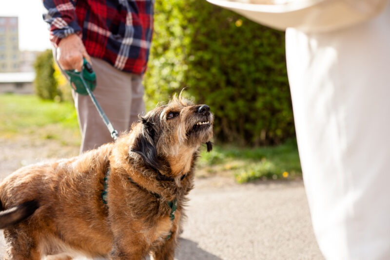 A man holds back his unfriendly dog. Call a Georgetown dog bite lawyer now.